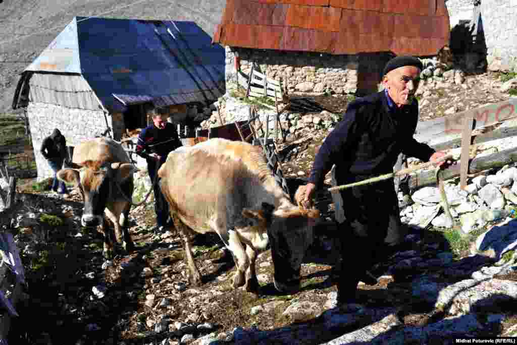 Sedamdesetsemogodisnji Ismet Čomor (1D) kroz selo Lukomir vodi kravu koju će transportovati kamionom u niže krajeve gdje će biti tokom zime. Foto: Midhat Poturović