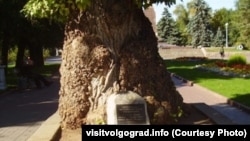 The gnarly old poplar tree that survived the Battle of Stalingrad (Courtesy of visitvolgograd.info)