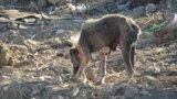 Turkmenistan -- A stray dog in Choganly village in outskirts of Ashgabat, 14 March 2012.