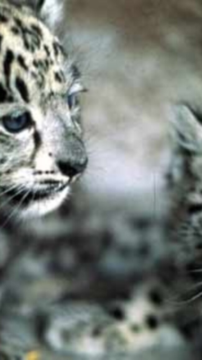 Salvați leopardul zăpezilor: Elanii de munte, readuși în Kârgâzstan 
