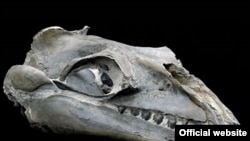 Останки черепа кита
Janjucetus hunderi. Museum Victoria.