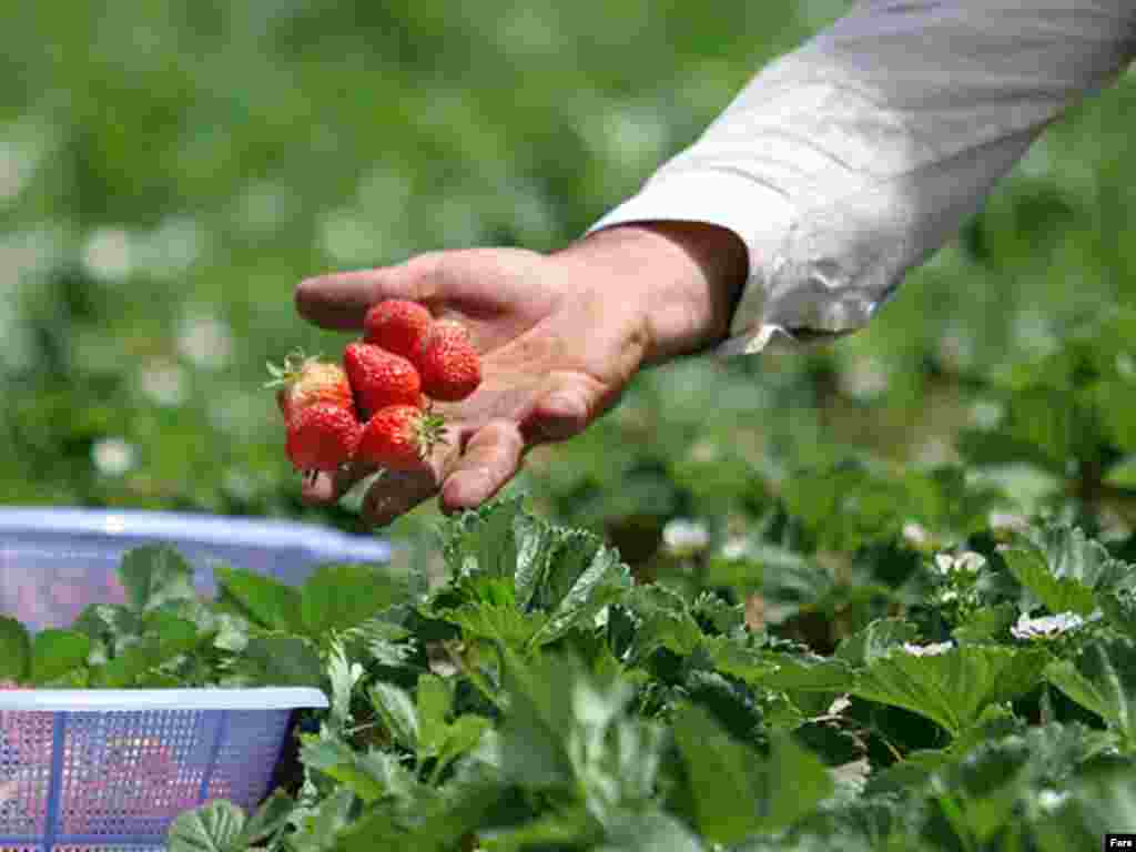 عکسها از خبرگزاری فارس