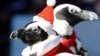 پنگوئن‌ها در لباس بابا نوئل مشغول قدم زدن در خیابان‌های یوکوهاما در ژاپن