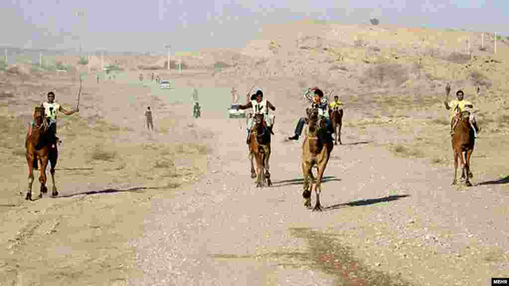 مسابقات شتر سواری در بندرعباس مرکز استان هرمزگان