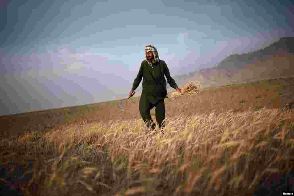 An Afghan man harvests wheat on the outskirts of Kabul. (Reuters/​Ahmad Masood)