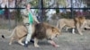 Крым не является привычным ареалом обитания для львов, но в сафари-парке они себя чувствуют неплохо