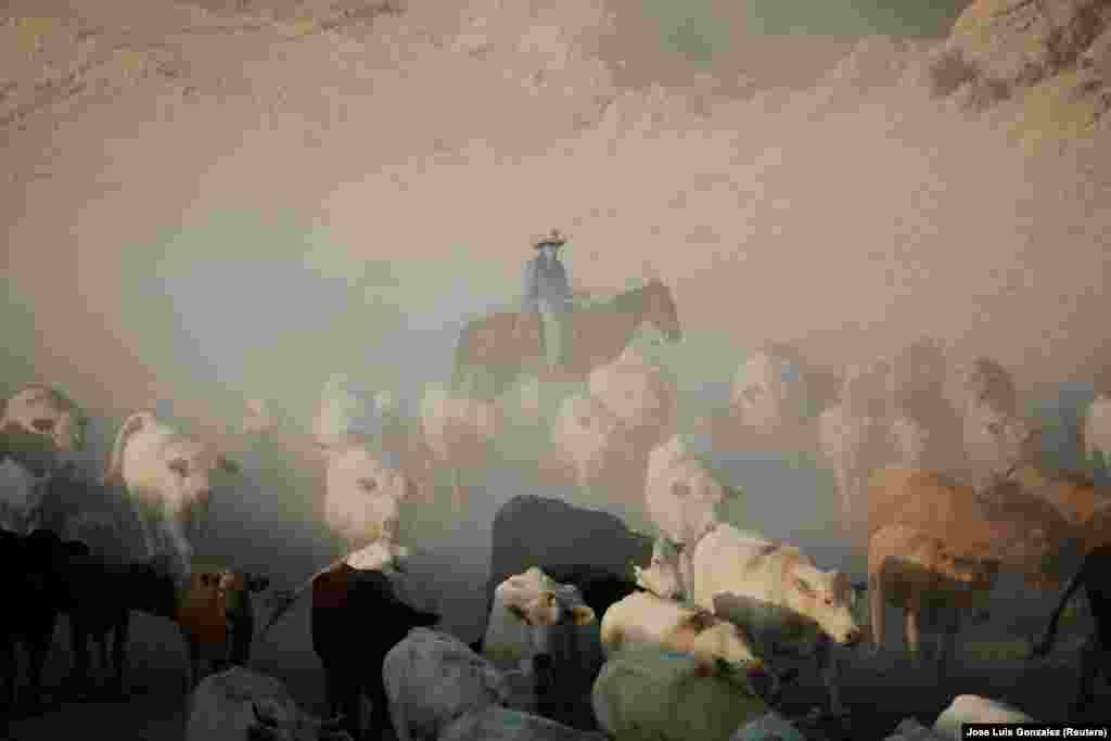 Каўбой гоніць статак буйной рагатай жывёлы ў даліне Хуарэс ў Мэксыцы&nbsp;