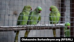 Gafarovlarnıñ azbarında papağanlar