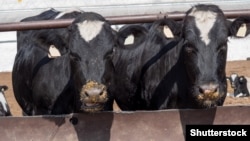 Щонайменше у 10 регіонах Росії у фермерів силою вилучають худобу, вбивають і спалюють. Причому, офіційне пояснення цих дій, на думку ветеренарів і самих фермерів, не відповідає заходам, до яких вдаються