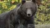 Romania - a bear. AFP screen grab brown bears 