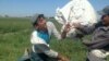 Өзбекстан: пахта тербесең - пул бересиң