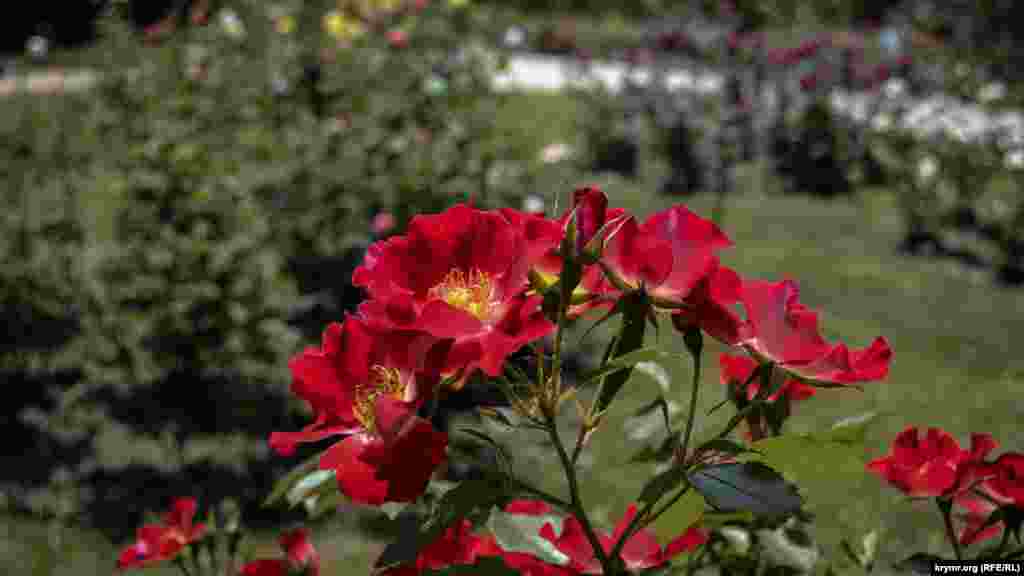 У сьогоднішній колекції ботанічного саду представлені троянди різних форм і забарвлень. Що в цьому році можна побачити на виставці, дивіться у фоторепортажі з Нікіти
