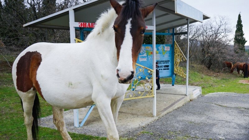 В Крыму лошадь лягнула ребенка, девочка с переломами лица в больнице – Следком