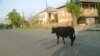 Уже больше века у сухумцев, живущих на городских окраинах, власти не могут отбить привычку выгонять скот на выпас без присмотра