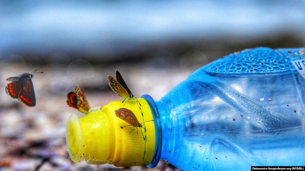 Мотыльки пьют пресную воду из забытой кем-то бутылки