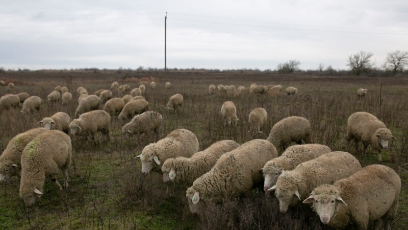 Предварительная причина гибели овец в Дагестане - оспа