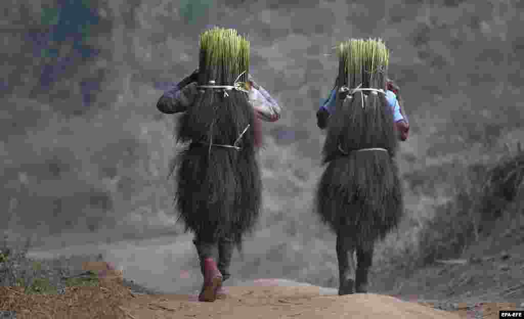 Tiwa tribal people carry raw broomsticks (Thysanolaena maxima) from fields in Assam, India. Broom grass has emerged as the most widely cultivated crop in the hills of the Karbi Anglong district of Assam. (epa-EFE/Stringer)