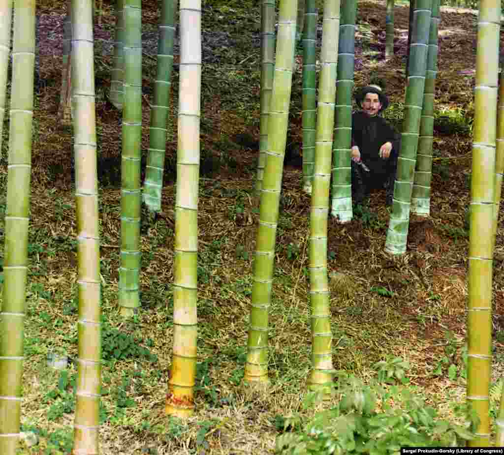 Рабочий в бамбуковой роще под Батуми. Благодаря мягкому субтропическому климату, вдоль побережья Черного моря можно было выращивать различные экзотические культуры, которые не прижились бы в каком-либо другом регионе Российской империи. Бамбук в основном использовался для изготовления мебели