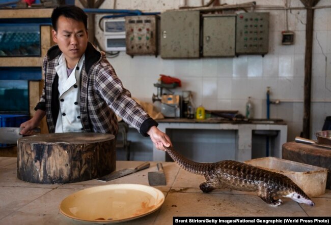 Qıtaydıñ oñtüstigindegi Guandun provinciyasında aspaz restoran qonaqtarına as äzirleu üşi pangolindi öltirgeli jatır. 4 qañtar 2019 jıl.