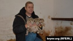 Крым, Белогорск, Олег Зубков держит на руках львят, которые родились у львицы по кличке Симона в парке «Тайган»