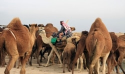 Beduin na kamili u iračkoj pustinji, 2015.
