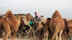 Бедуїн серед верблюдів в іракській пустелі, 2015 рік