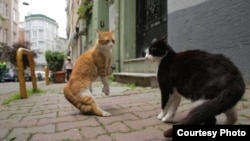Коты Стамбула