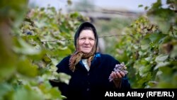 Azərbaycan, Salyanda üzüm bağı