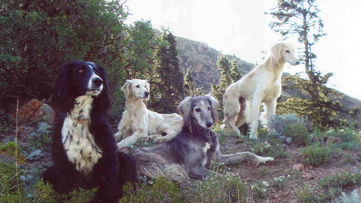 Купить Щенка Тайгана В России