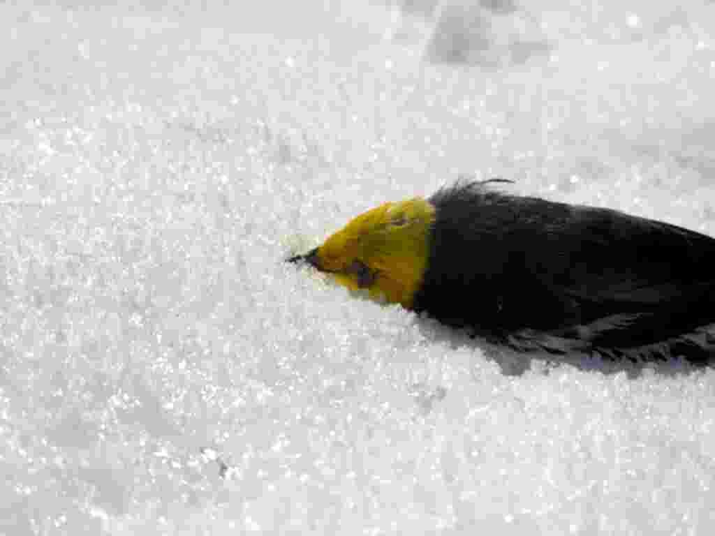 A bird appears to be another victim.
