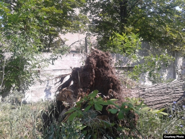 Поваленное ураганом дерево возле разбитого хлебозавода