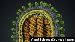 Компьютерная 3D модель вируса обычного гриппа A/H1N, созданная студией Visual Science