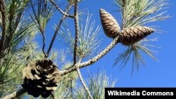 Eldar şamı (Pinus brutia)