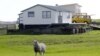 В Новой Зеландии вместо овец стали выращивать леса – это поощряют власти