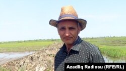 Фермер Мехман Гулиев