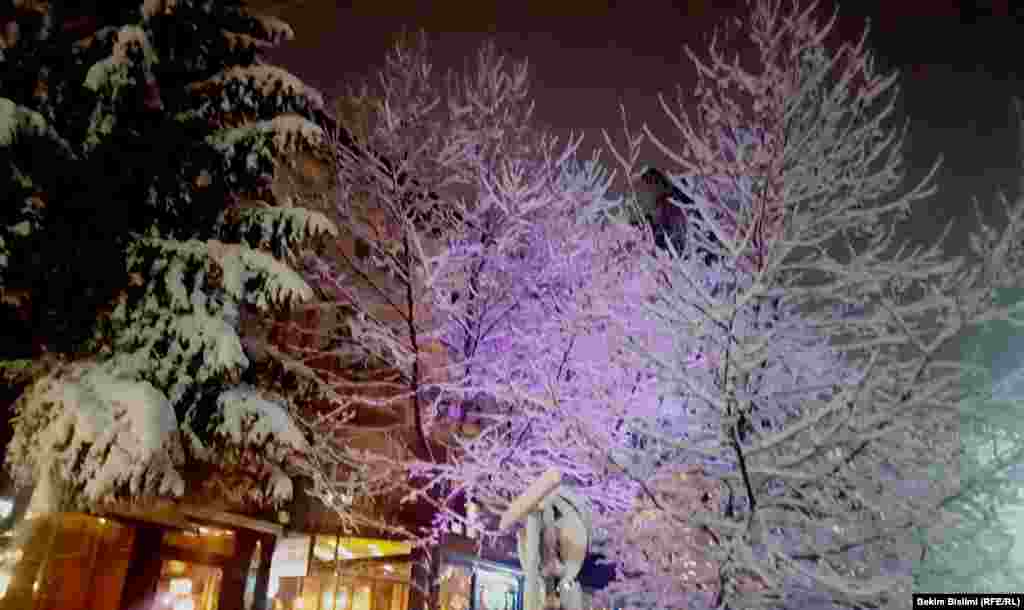 Drunjtë dhe pishat me borë në Prishtinë...