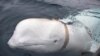 NORWAY -- A white whale wearing a harness is seen off the coast of northern Norway, April 29, 2019