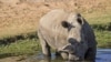 U.S. --This photo obtained November 23, 2015 courtesy of the San Diego Zoo shows Nola, a 41-year-old northern white rhino who died November 22, 2015 at the San Diego Zoo Safari Park in California.