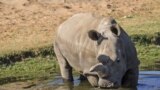 U.S. --This photo obtained November 23, 2015 courtesy of the San Diego Zoo shows Nola, a 41-year-old northern white rhino who died November 22, 2015 at the San Diego Zoo Safari Park in California.