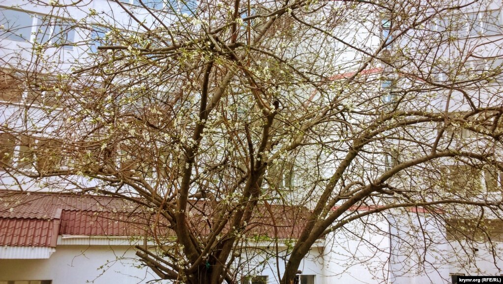 В начале марта в Партените цветут деревья