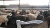 Sheep are corralled for sacrifice near Astana, Kazakhstan. 