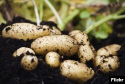 (Solanum tuberosum) "Шарлотта" картөшкөсү.