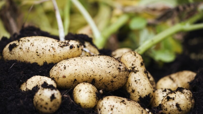 MHM, 'täsirli adamlar' korrupsiýany 'täze belentliklere çykarýar'