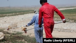 حکومت پیشین افغانستان برای کمک به دهقانان کمپاین مبارزه با ملخ را برخی از ولایات شمال از جمله در بلخ راه اندازی کرده بود.