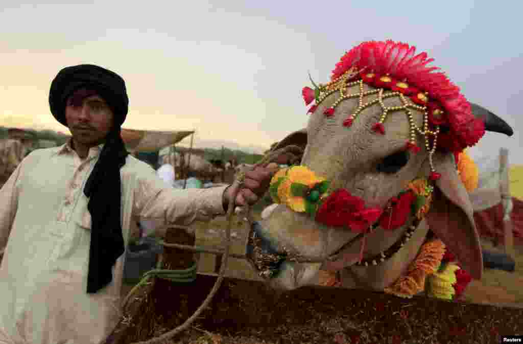 В Пакистане перед жертвоприношением животное обычно красочно украшают