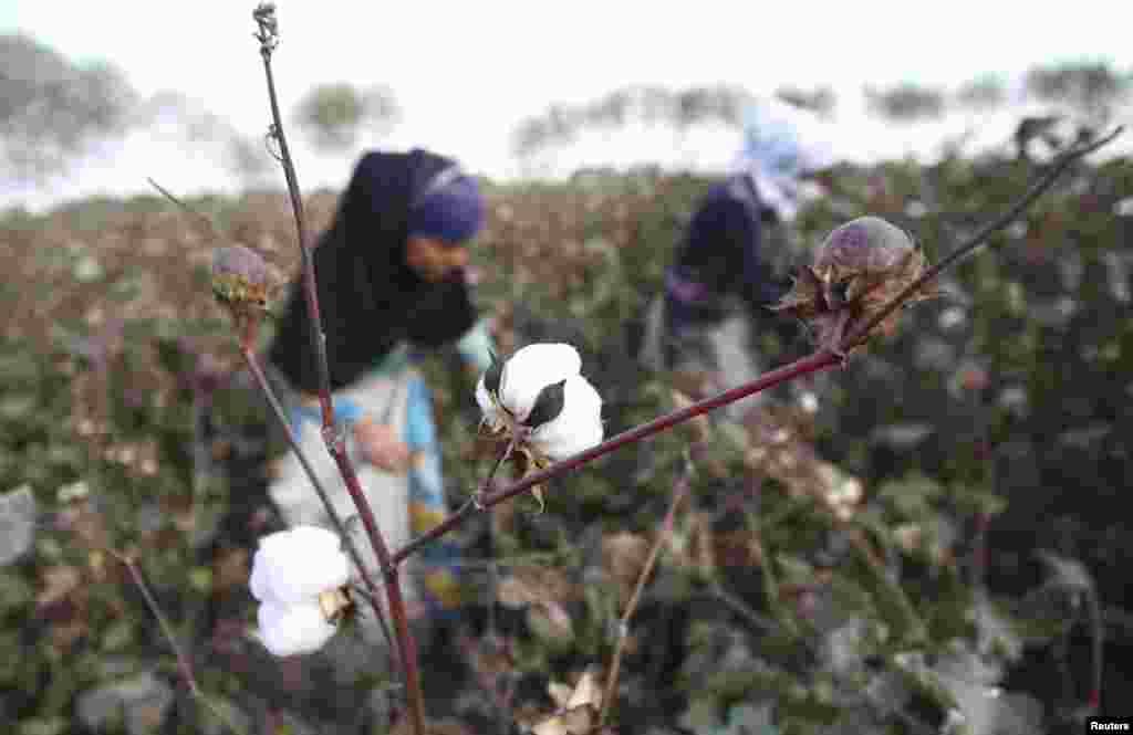 Women harvest cotton in a field near the village of Yakhak, October 10, 2013.