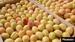 Armenia - Apricots purchased by a fruit-exporting companty from farmers in the Ararat Valley, 21Jun2013.