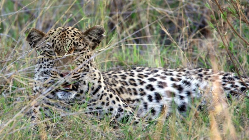 Леопард не нашел путь к природе