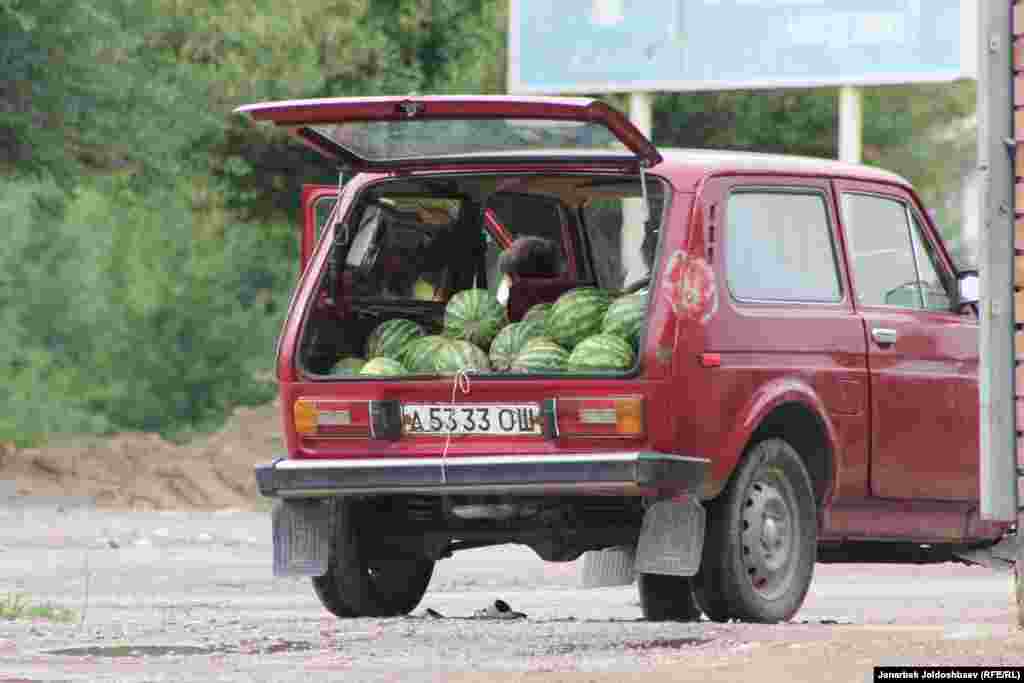 На юге-западе Таш-Кумыра выращивают самые вкусные арбузы и дыни