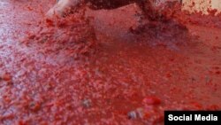 Tomato Fight in East of Spain